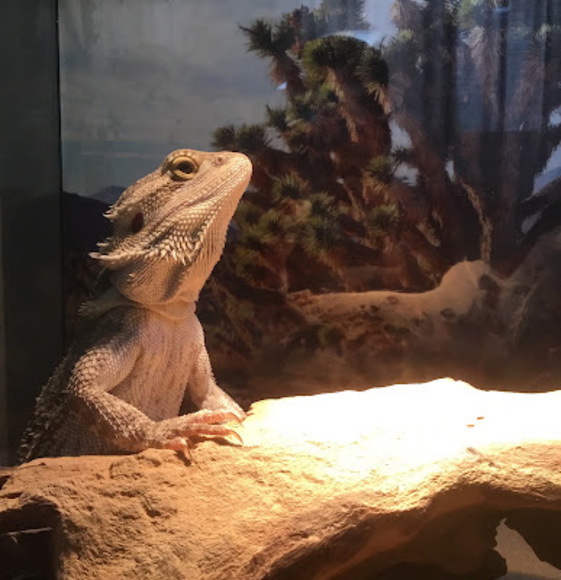 Meet your Posher, Jorge - Picture 1 of 1